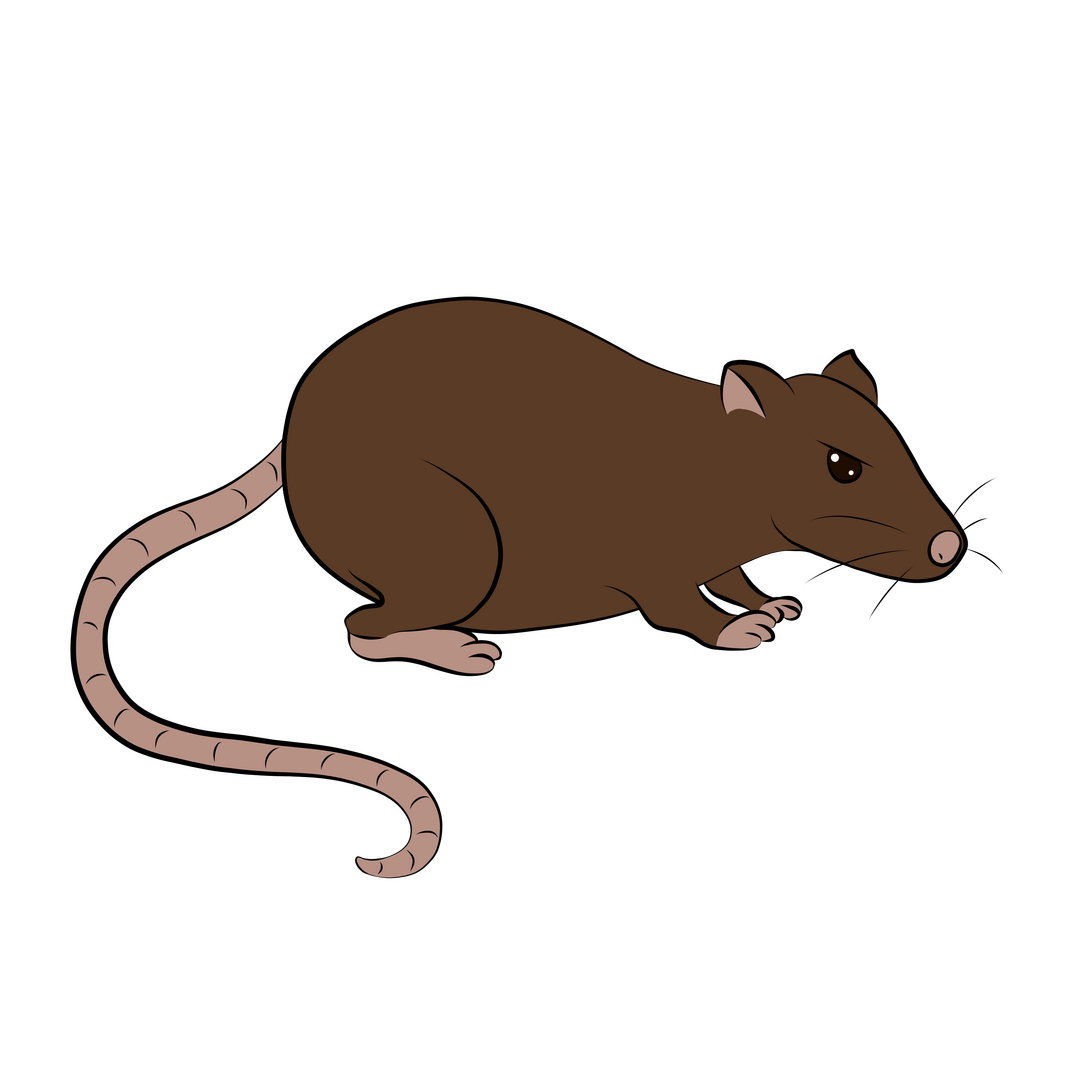 Rat